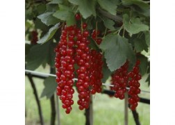 Ribes rubrum Fertődi / Fertődi hosszúfürtű piros ribizli